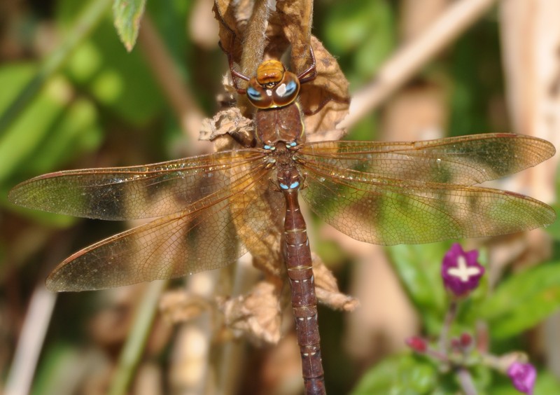 [brownhawker3]