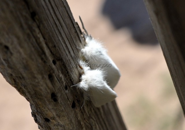 [browntailmoth1]