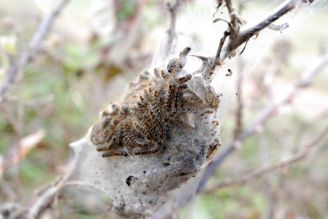 [browntailmoth6]