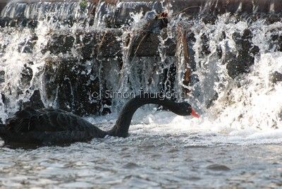 [bswan2]