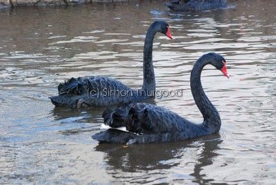 [bswan8]