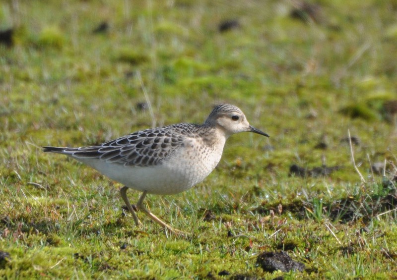 [buffbreastedsandpiper1]