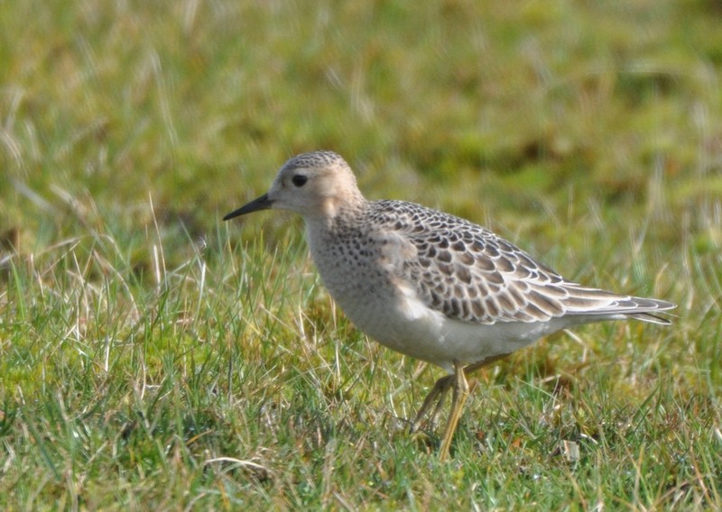 [buffbreastedsandpiper3]