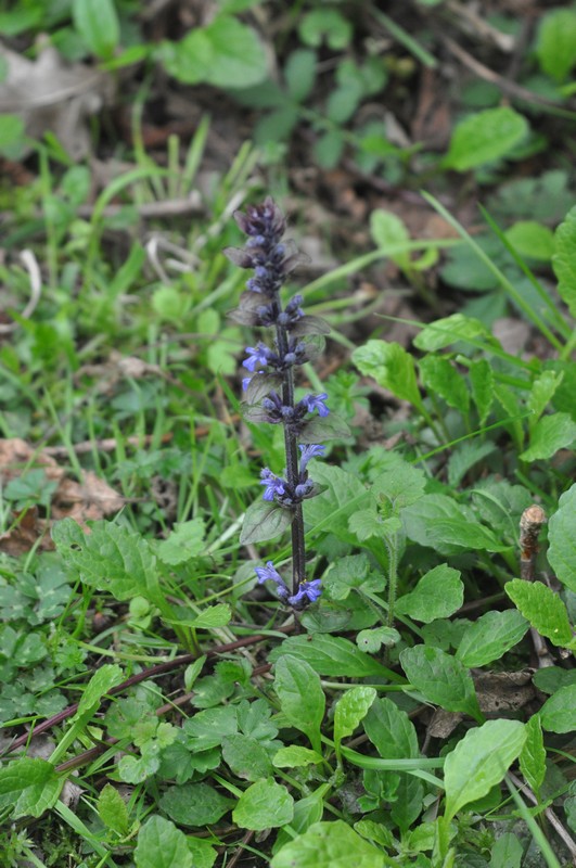 [bugle2]