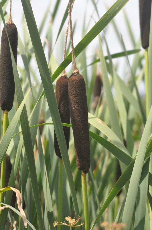 [bulrush2]