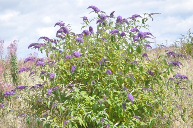 [butterflybush1]