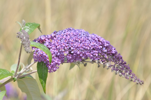 [butterflybush2]