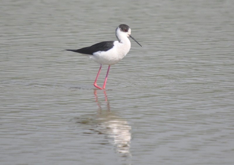 [bwstilt1]