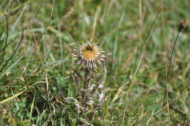 [carlinethistle1]