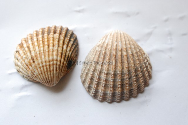 [ccockle3]