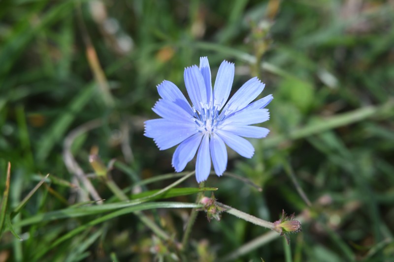 [chicory1]