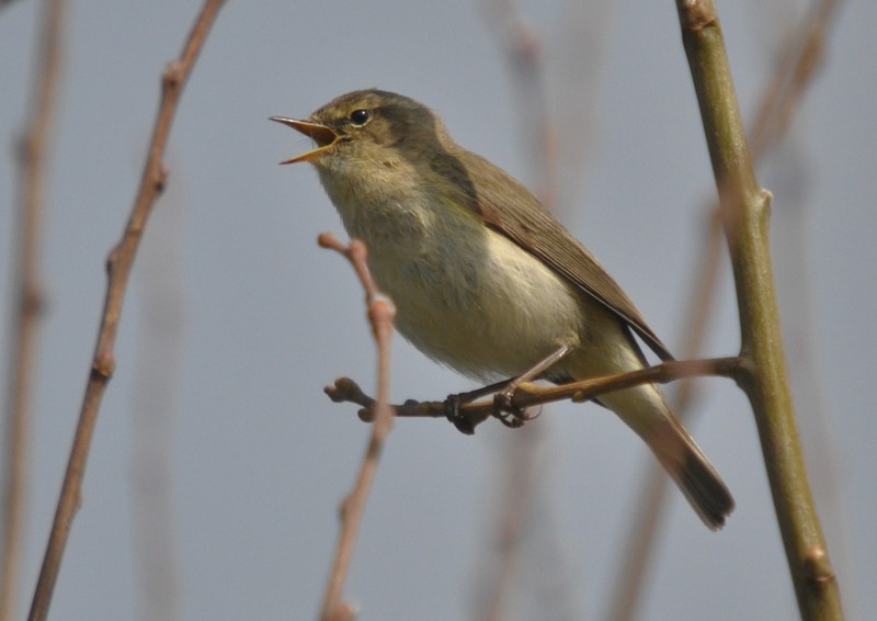 [chiffchaff1]