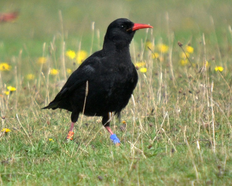 [chough3]