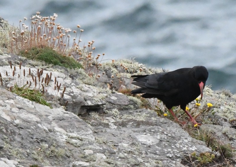 [chough6]