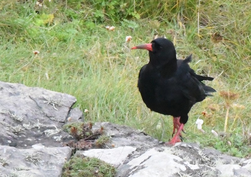 [chough7]