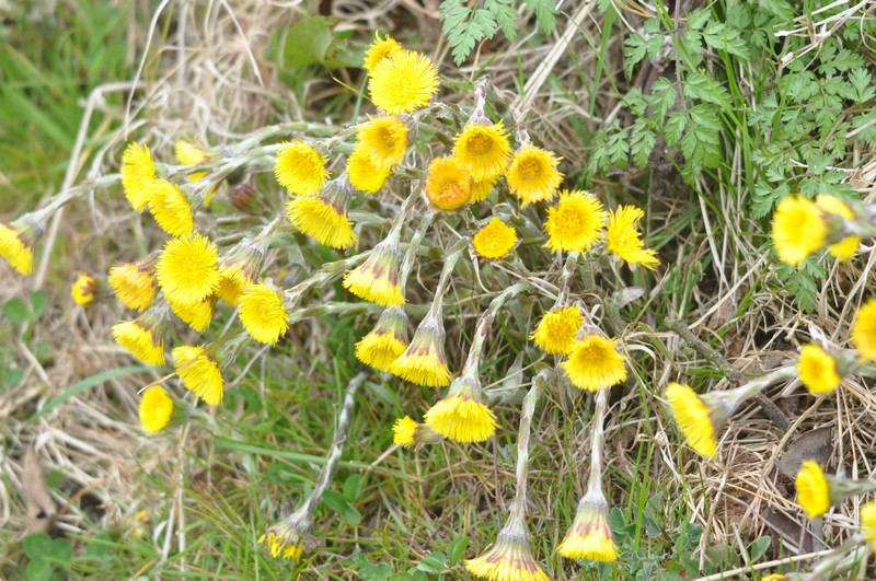 [coltsfoot5]