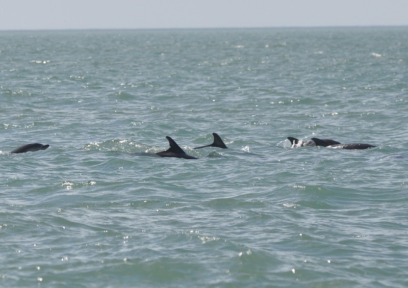 [commondolphin2]
