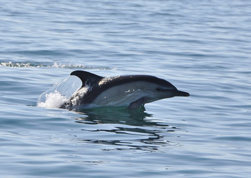 [commondolphin3]