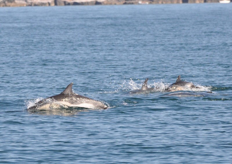 [commondolphin4]