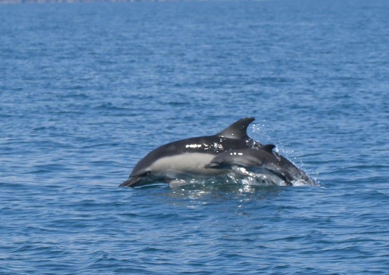 [commondolphin6]