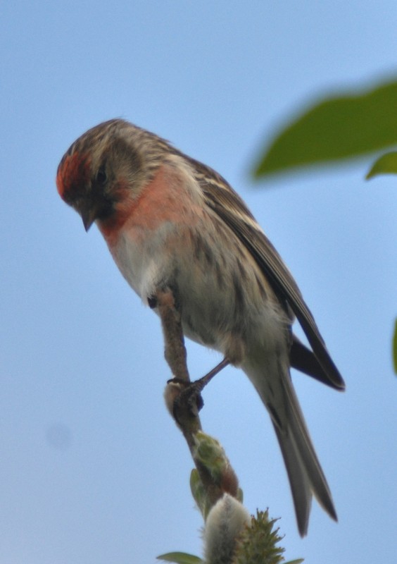 [commonredpoll1]