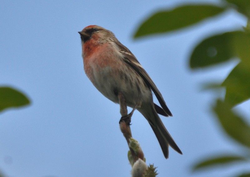 [commonredpoll3]
