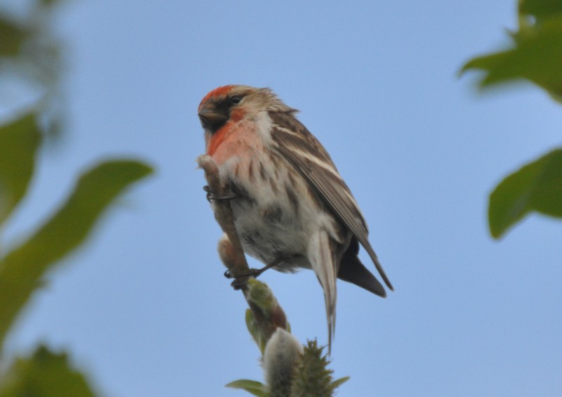 [commonredpoll4]