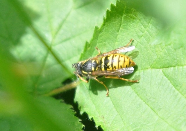 [commonwasp1]
