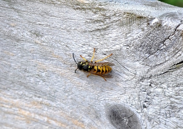 [commonwasp3]