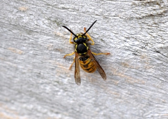 [commonwasp4]
