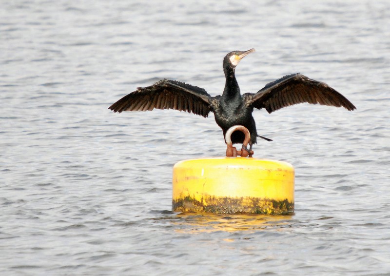 [cormorant2]
