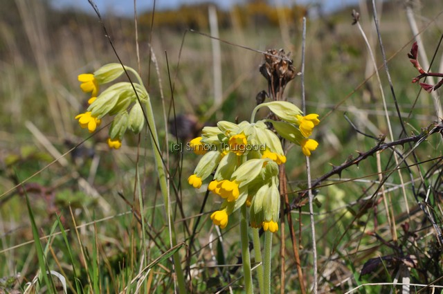 [cowslip1]