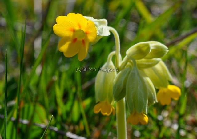 [cowslip3]