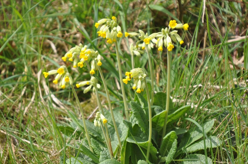 [cowslip6]