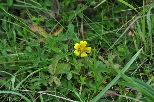 [creepingcinquefoil1]