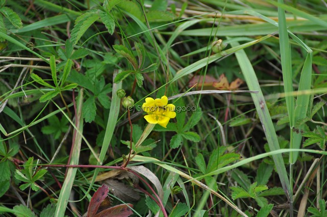 [creepingcinquefoil2]