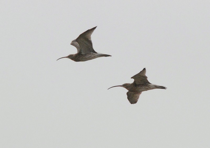 [curlew13]