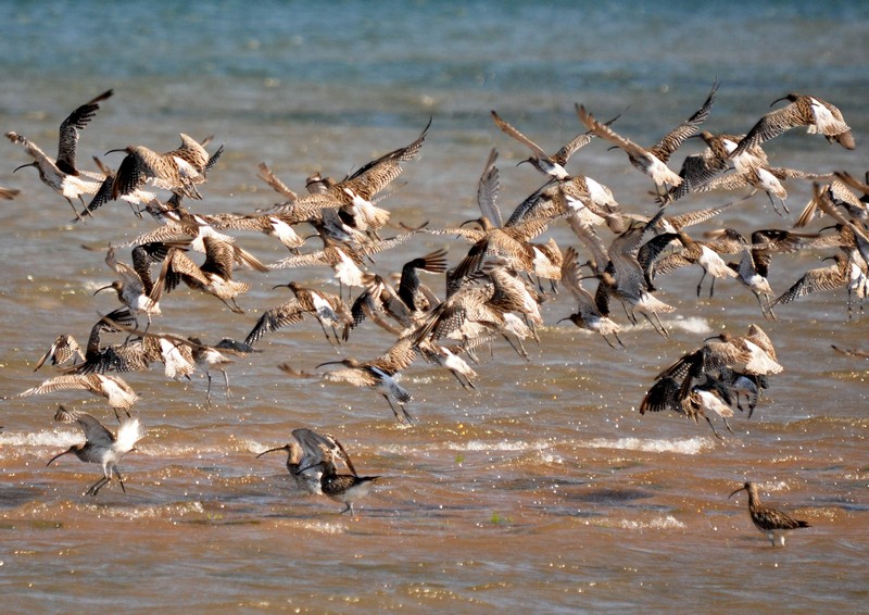 [curlew18]