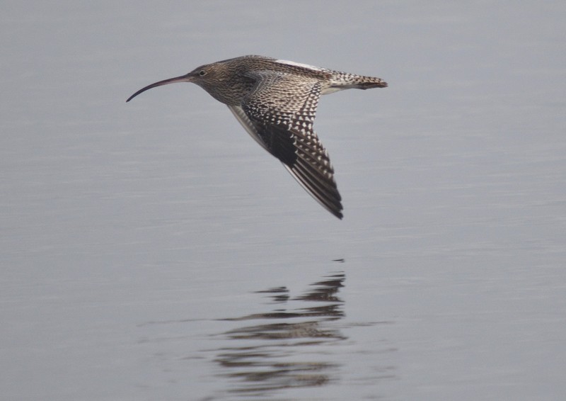 [curlew21]