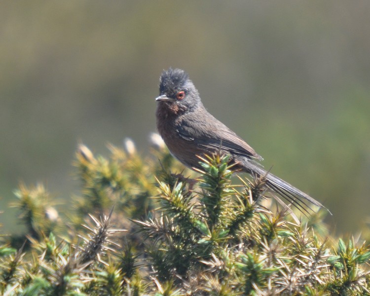 [dartfordwarbler1]