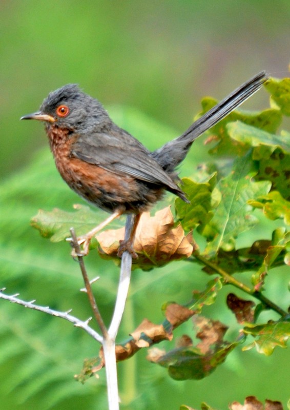 [dartfordwarbler10]