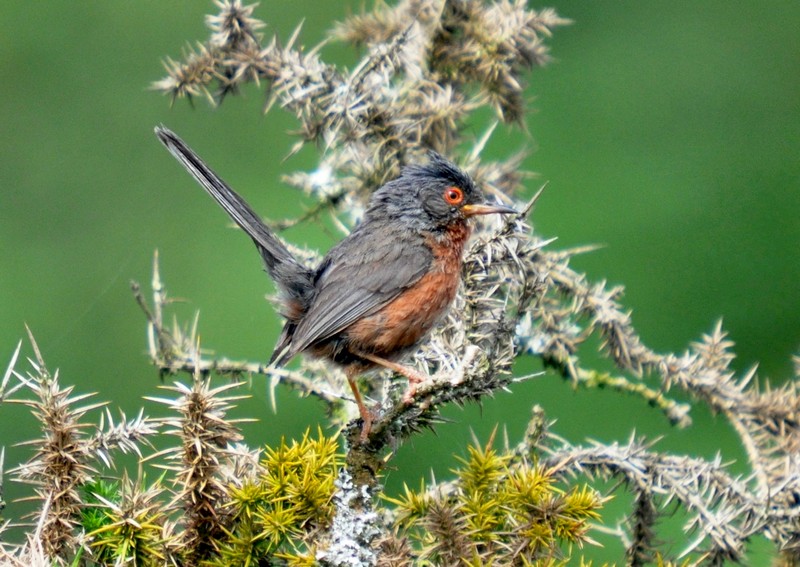 [dartfordwarbler11]