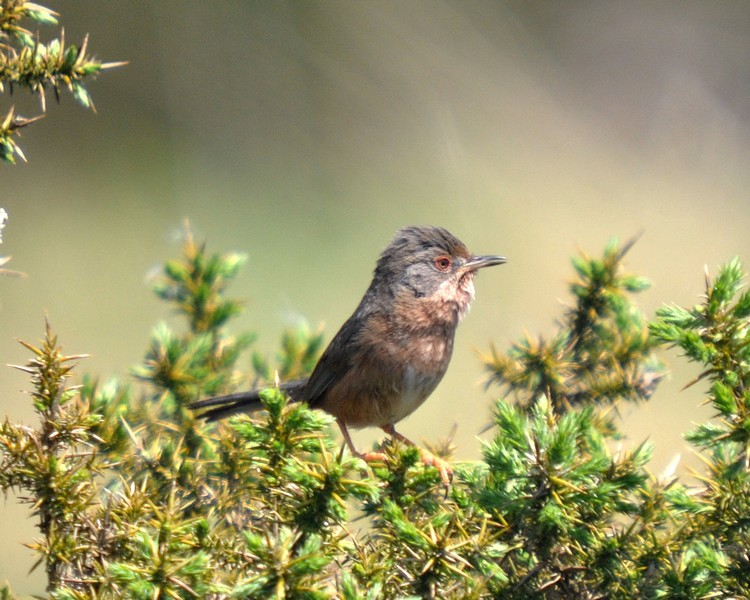 [dartfordwarbler4]