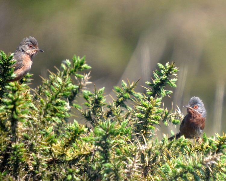 [dartfordwarbler6]