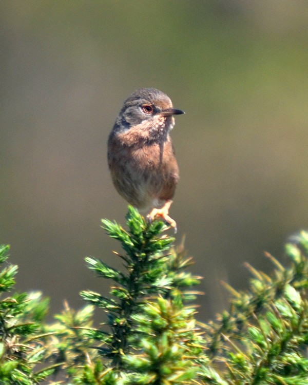 [dartfordwarbler7]