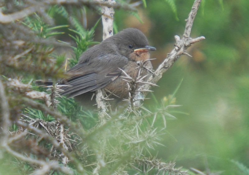 [dartfordwarbler8]