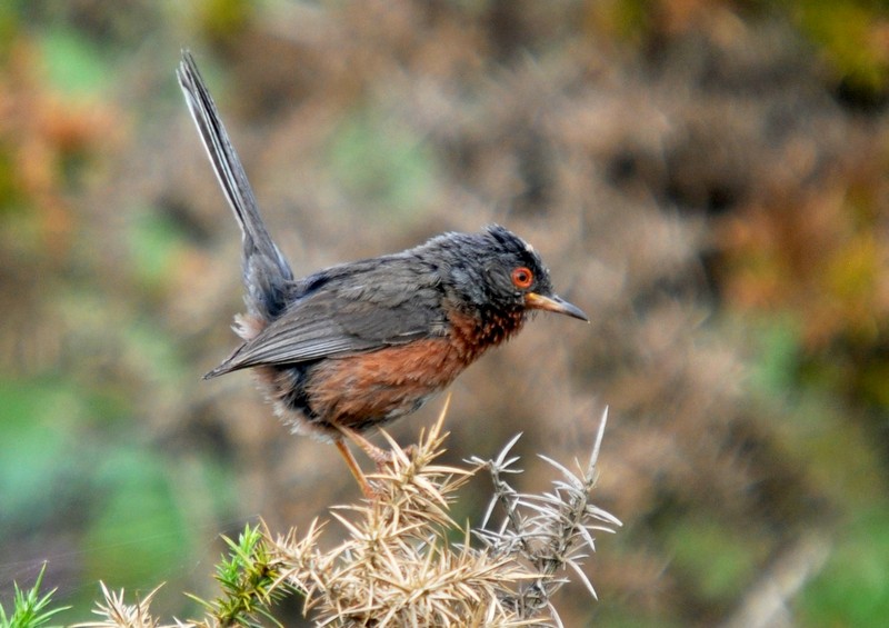 [dartfordwarbler9]