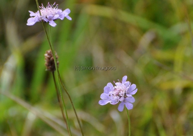 [develsbitscabious2]