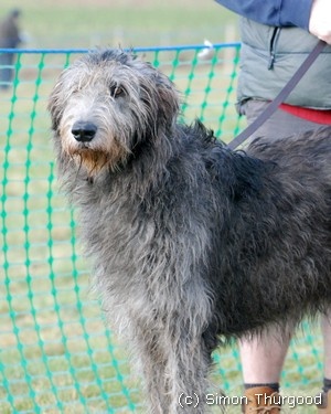 [dog14]