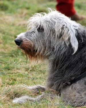 [dog15]